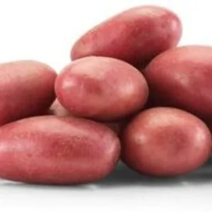 Super et pur miel naturel