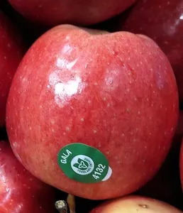 Gala Apple