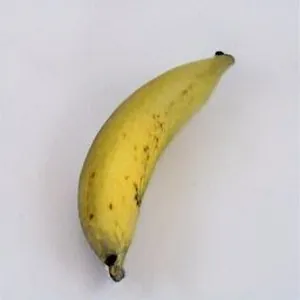 Plantain