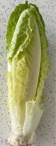 Lettuce Romaine
