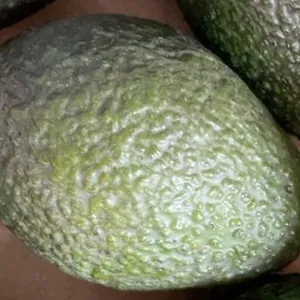 Ripen at home avocadod