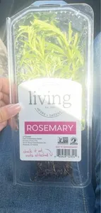 rosemary