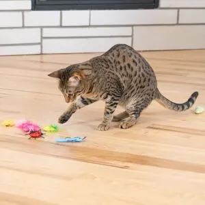 Catstages Cute As A Bug Insekter 6-Pack