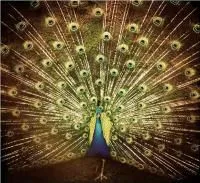 Difranco Ani: Which side are you on? 2012