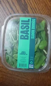 Basil