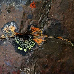 Mullaert Sebastian: Natthall