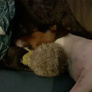 Confiture bonne maman Franboises