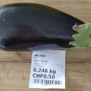 Aubergine