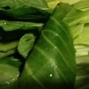 Pak choi