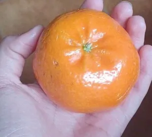 Mandarina