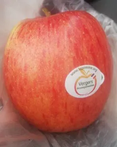 Pomme Gala Val de Loire