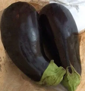 Aubergine