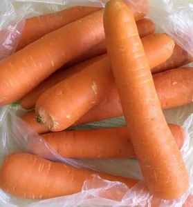 Carotte