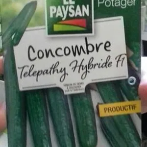 Concombre