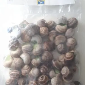 48 escargots préparés calibre moyen