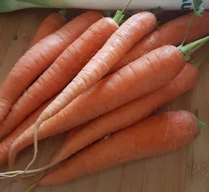 Carottes