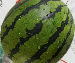 Nini pastèque tigrée