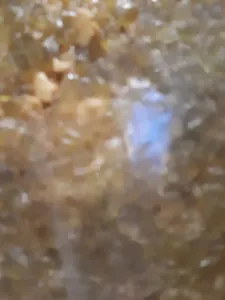 Tarte au miel,amandes et angelique