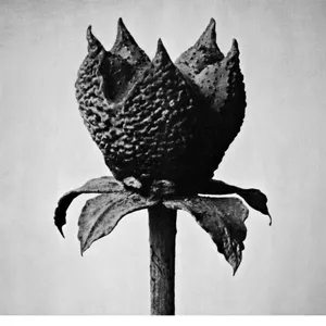 Fujita Masayoshi: Book Of Life