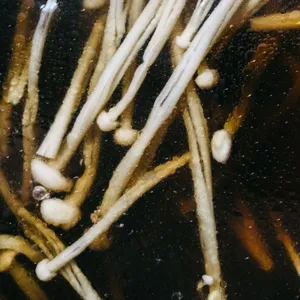 Lindermayr Matthias: Triptych