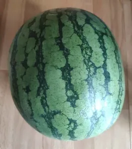 Bio Wassermelone Rewe