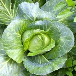 Savoy cabbage