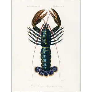 Charles d´Orbigny Crimson Crawfish Print