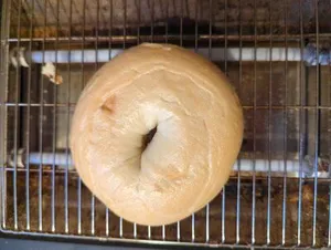 Bagel