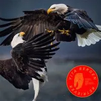 Vita Bergen: Retriever