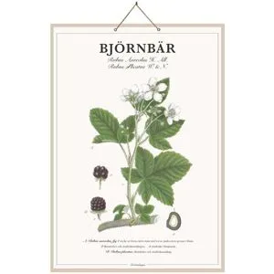 Strömshaga Skolplansch Björnbär