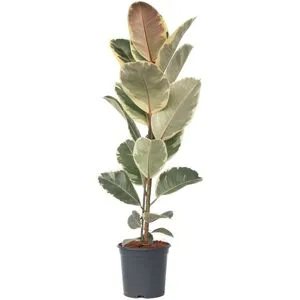 Fönsterfikus - Ficus Elastica 'Tineke' - Höjd 75-100cm - ⌀24cm