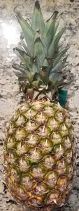 Golden Pineapple