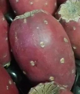 Cactus pears