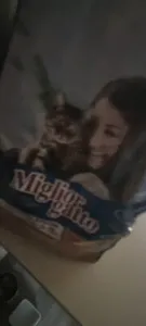 Miglior gatto