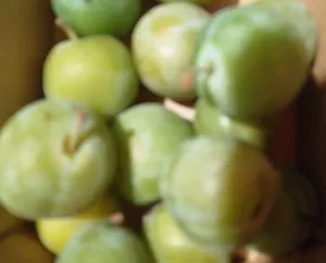 Prugne regina Claudia