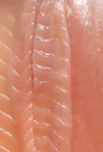Salmone