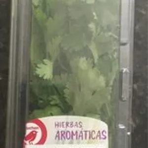 Cilantro  Hierbas Aromáticas