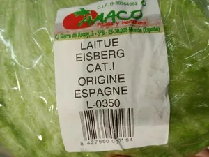 Laitue eisberg