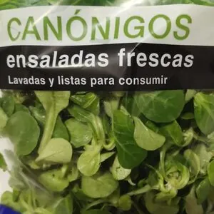 Canónigos