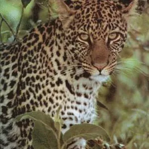 The African Adventurers: A Return to the Silent Places