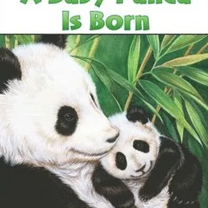 A Baby Panda Is Born
