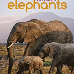 Elephants