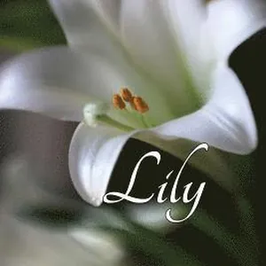 Lily