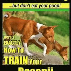 Basenji, Basenji Training AAA AKC: Think Like a Dog But Don't Eat Your Poop!: Here's EXACTLY How To TRAIN Your Basenji