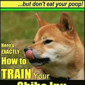 Shiba Inu, Shiba Inu Training AAA AKC: Think Like a Dog, but Don't Eat Your Poop! Shiba Inu Breed Expert Training: Here's EXACTLY How to Train Your Sh
