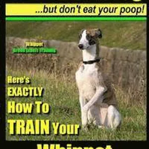 Whippet, Whippet Training AAA AKC: Think Like a Dog, but Don't Eat Your Poop! Whippet Breed Expert Training: Here's EXACTLY How to Train Your Whippet