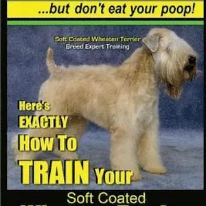Soft Coated Wheaten Terrier, Soft Coated Wheaten Terrier Training AAA AKC Think Like a Dog But Don't Eat Your Poop! Soft Coated Wheaten Terrier Breed