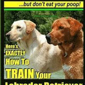 Labrador Retriever, Labrador Retriever Training AAA AKC: Think Like a Dog But Don't Eat Your Poop! Breed Expert Training: Here's EXACTLY How To TRAIN