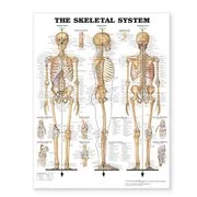 The Skeletel System Giant Chart