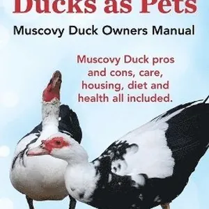 Muscovy Ducks as Pets